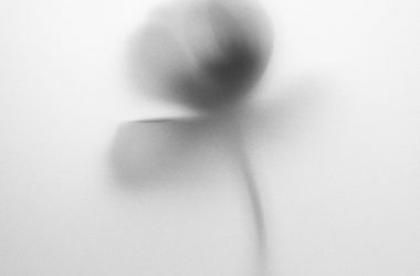 shadow of flower on white background