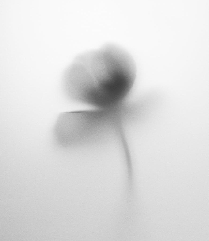 shadow of flower on white background