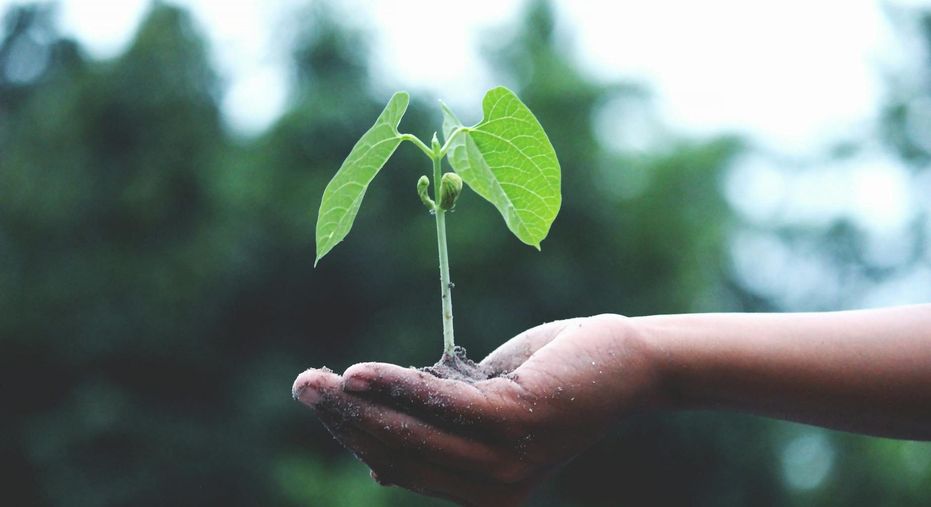 person holding a green plant