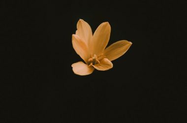 photo of flower