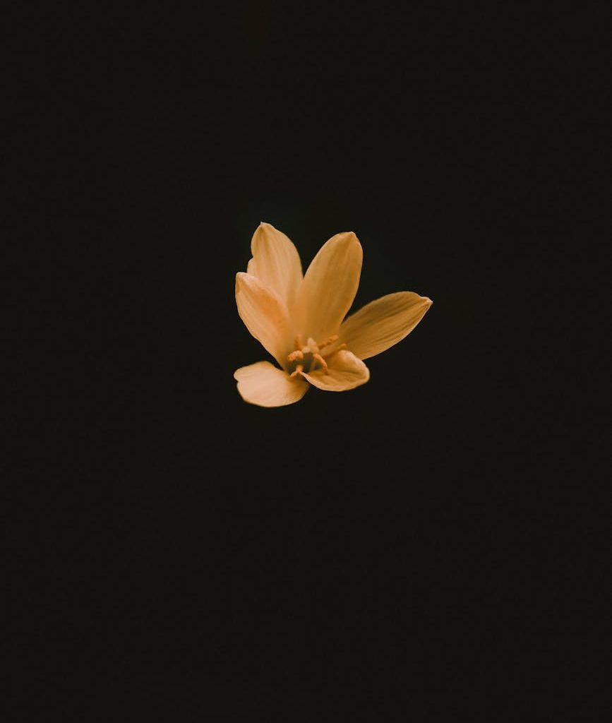 photo of flower