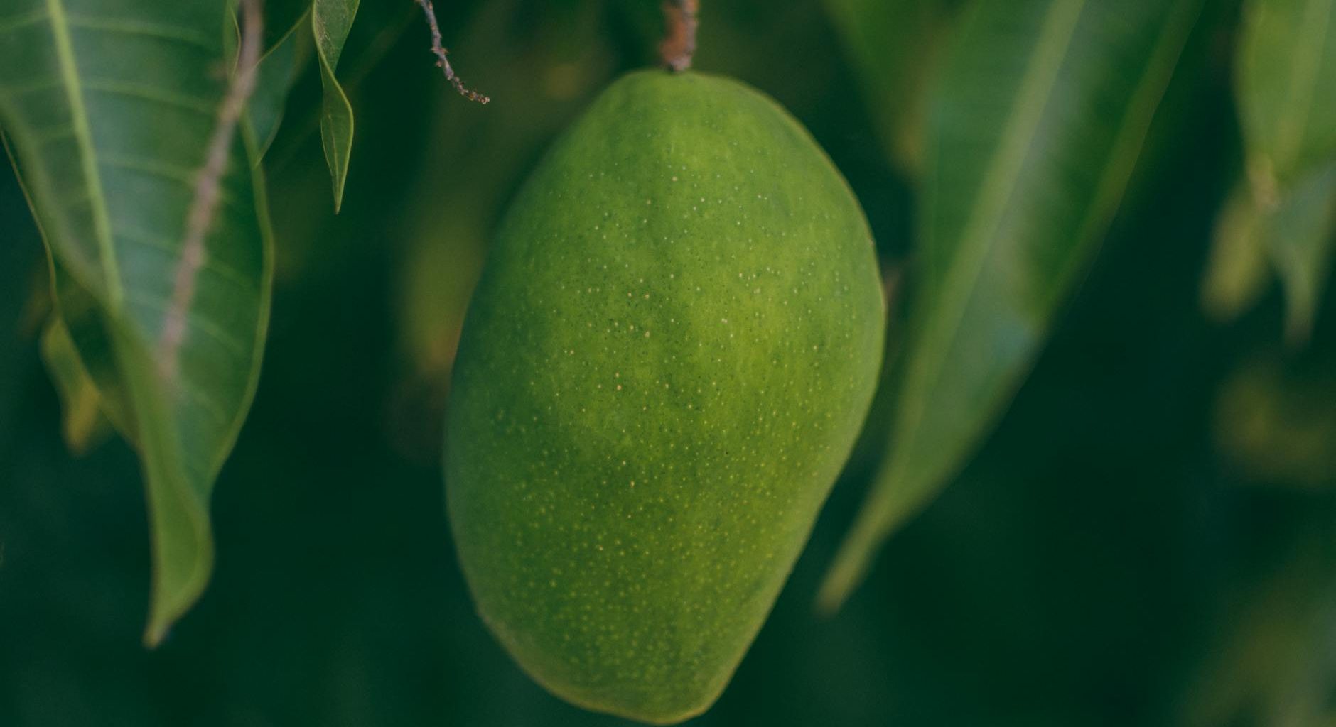 selective focus photography of mango
