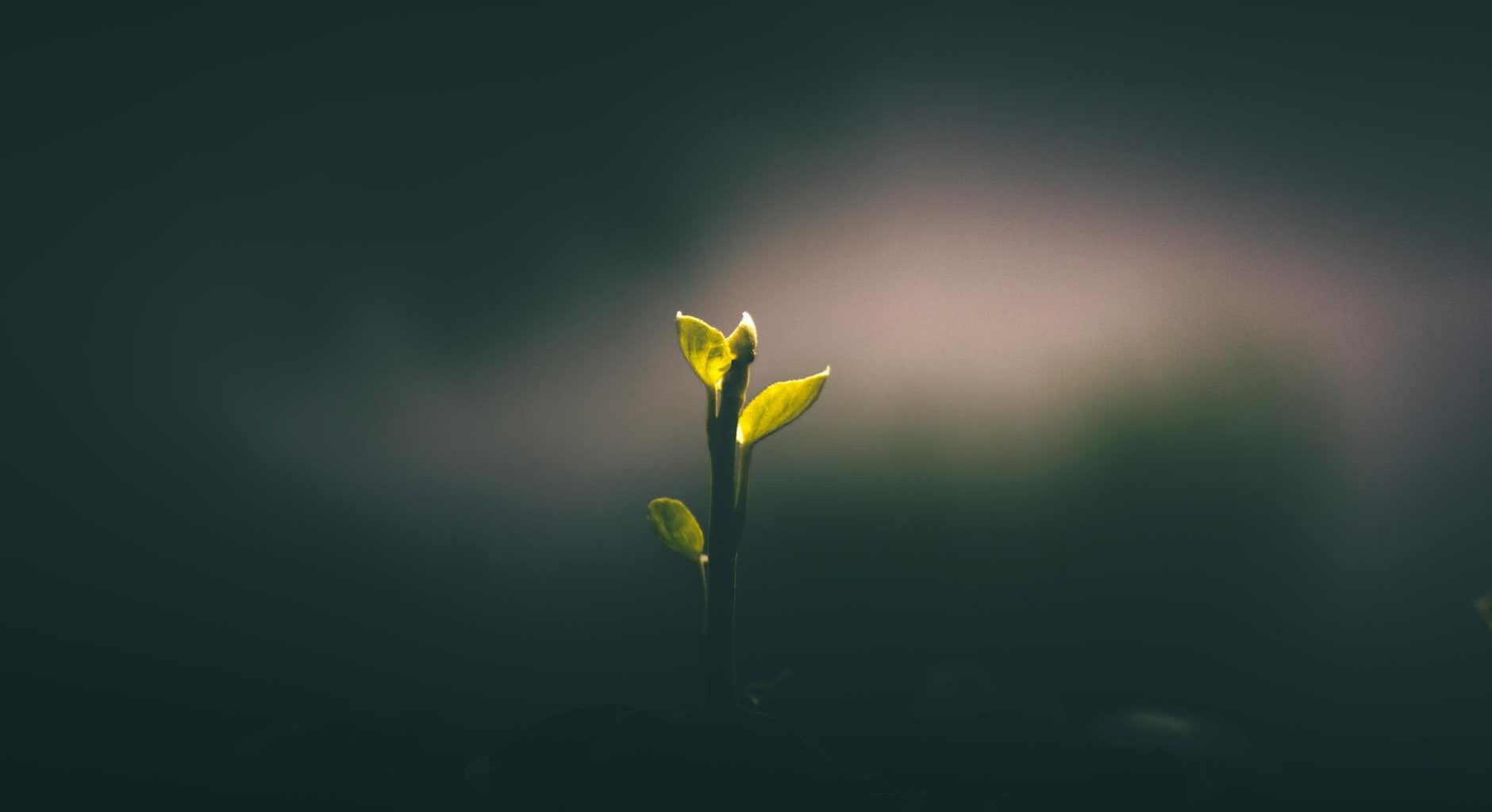 young plant seedling growing in dark soil
