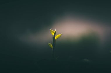 young plant seedling growing in dark soil