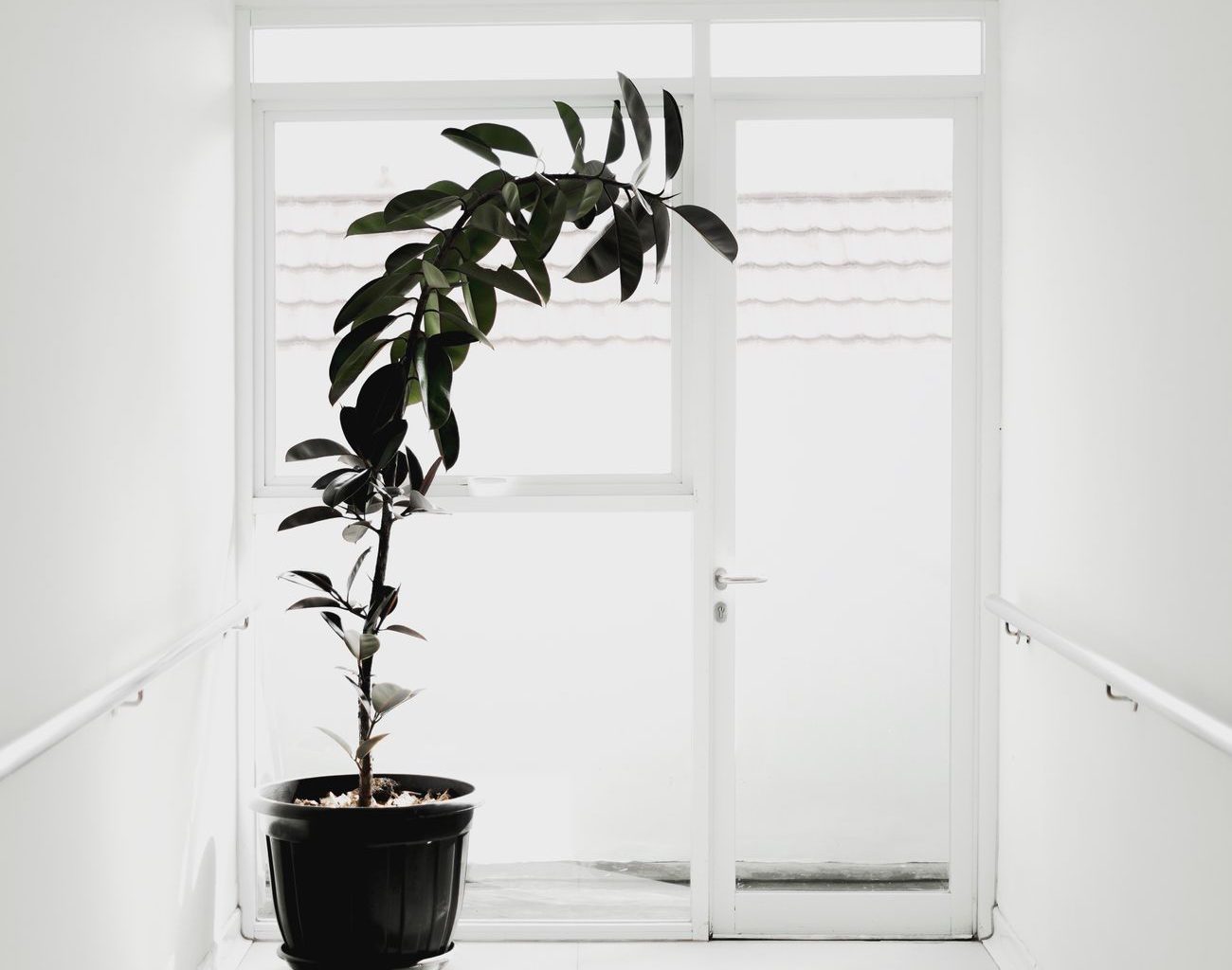 potted green plant by the door