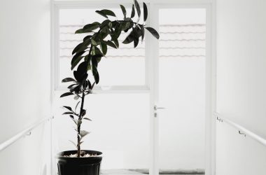 potted green plant by the door